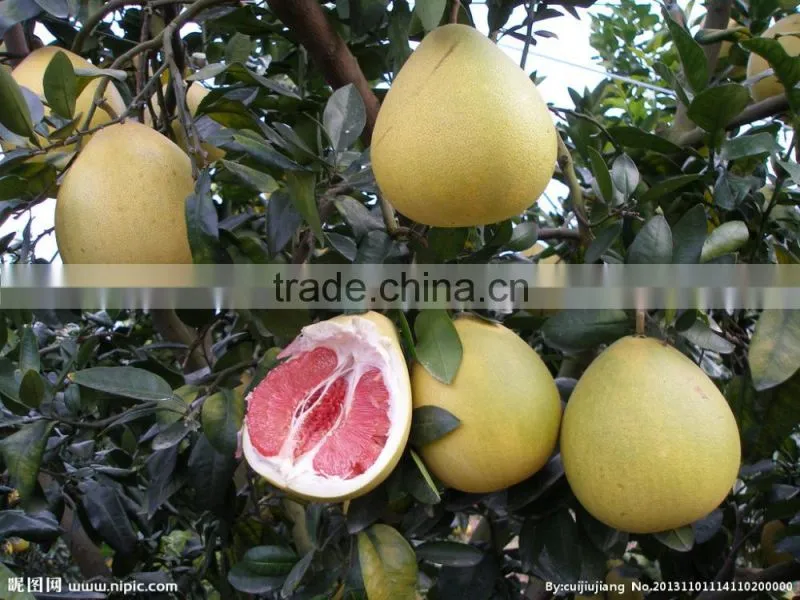 pomelo