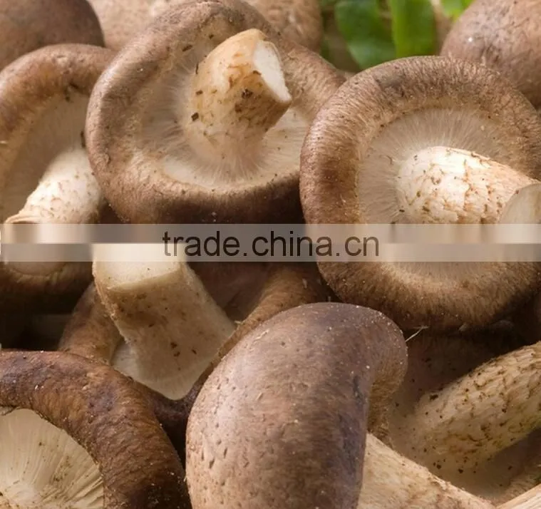 lentinus edodes/mushroom champignon/champignon mushroom