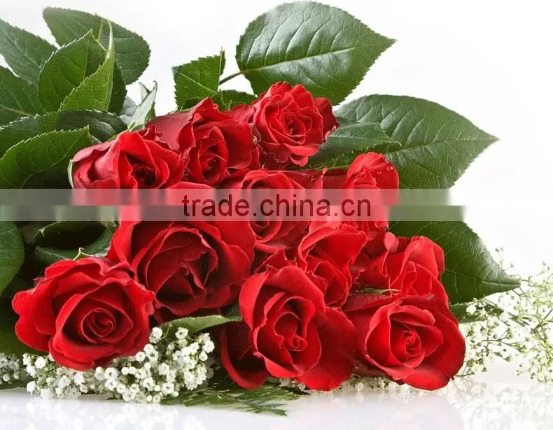 Export cut fresh flower of red rose flower from china