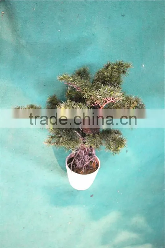 Home garden decoration 50cm to 160 cm hight small indoor canadian artificial green pot plastic similar pine trees ELSPZ02 0906