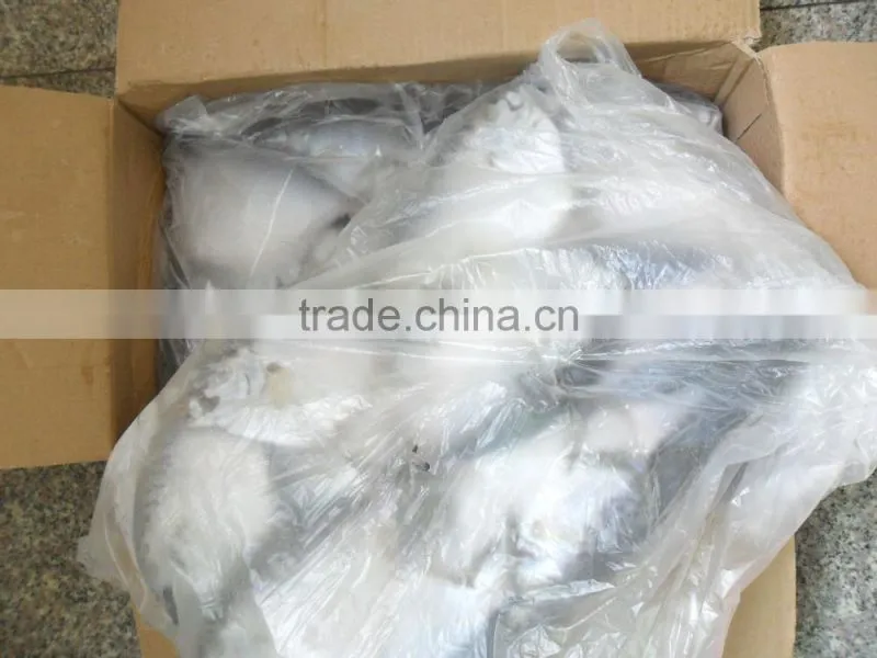 frozen moonfish 150-200g/pc BQF two block whole round Mene Maculata