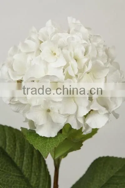stable supplying high quality variegate color corn husks flowers