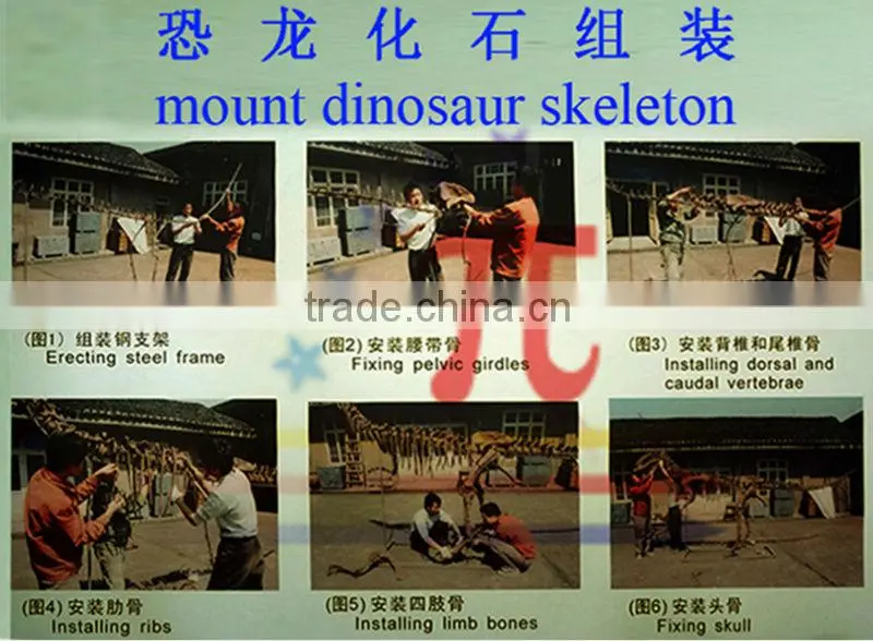 JLDF-G-0021 Customized Size Dog Skeleton For Sale