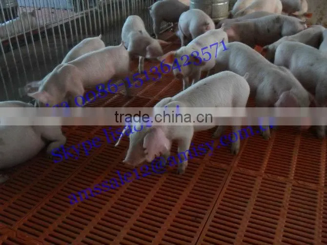 piglets nursing corral