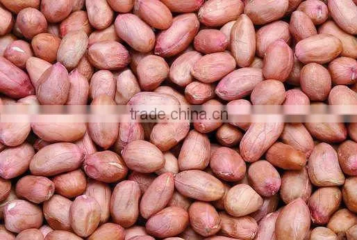 roasted Shelled Peanut