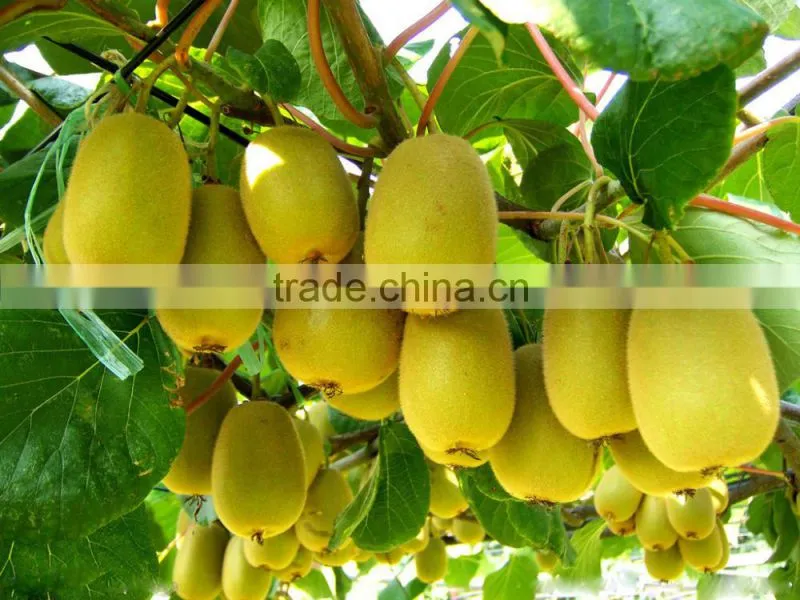 High quality bubble milk tea powder of kiwi fruit