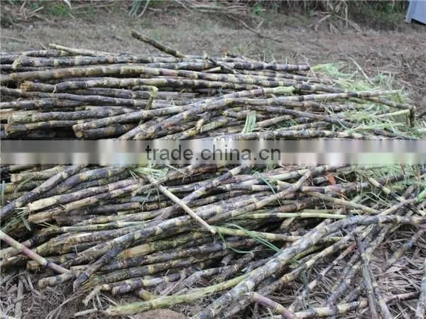 Well-known TAGRM brand sugarcane leaf remover/with two wheels sugarcane leaf peeling machine