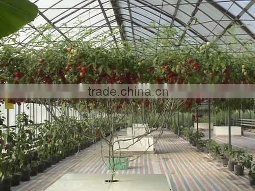 quality greenhouses & shelters for agricultural QDXR14CA001