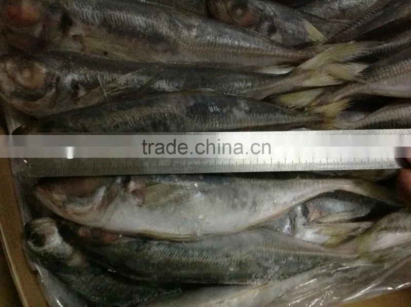 Frozen whole round horse mackerel 20cm from China supplier
