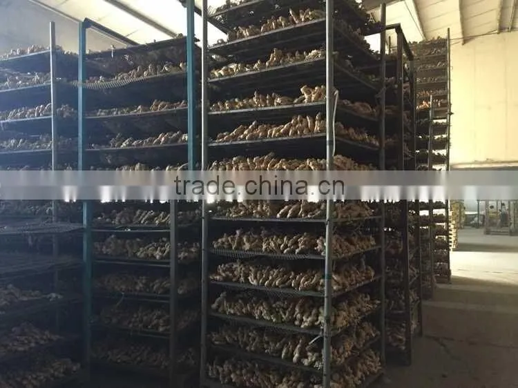 Fresh organic ginger price in china