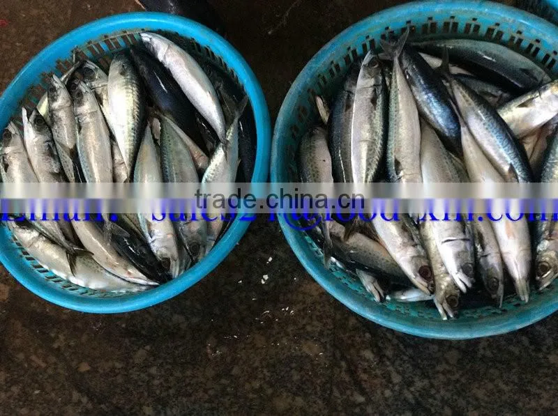 New Harvest Frozen Whole Round Horse Mackerel fish