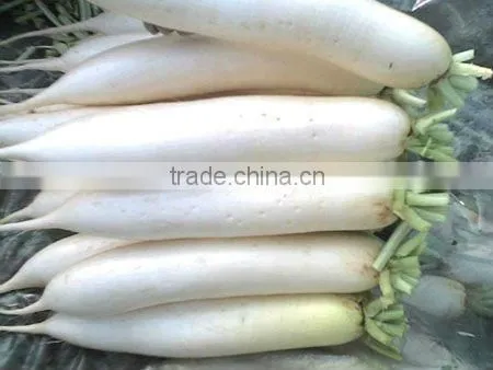 china Fresh radish