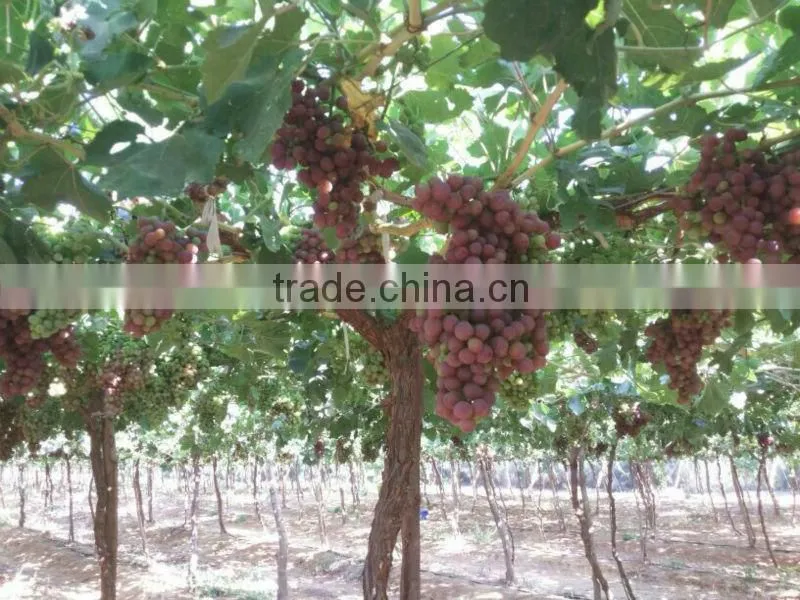 FRESH SWEET GRAPES