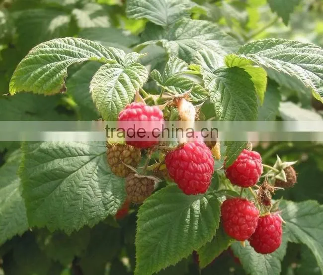 New Crop iqf raspberry