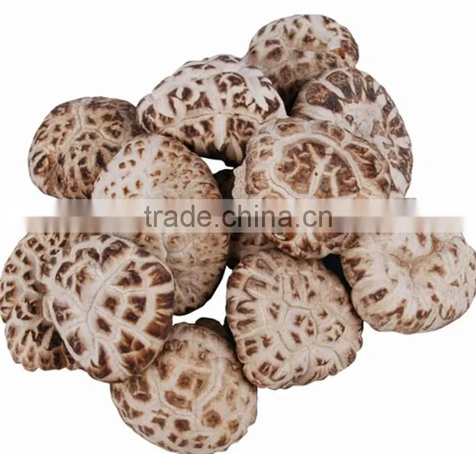 lentinus edodes/mushroom champignon/champignon mushroom