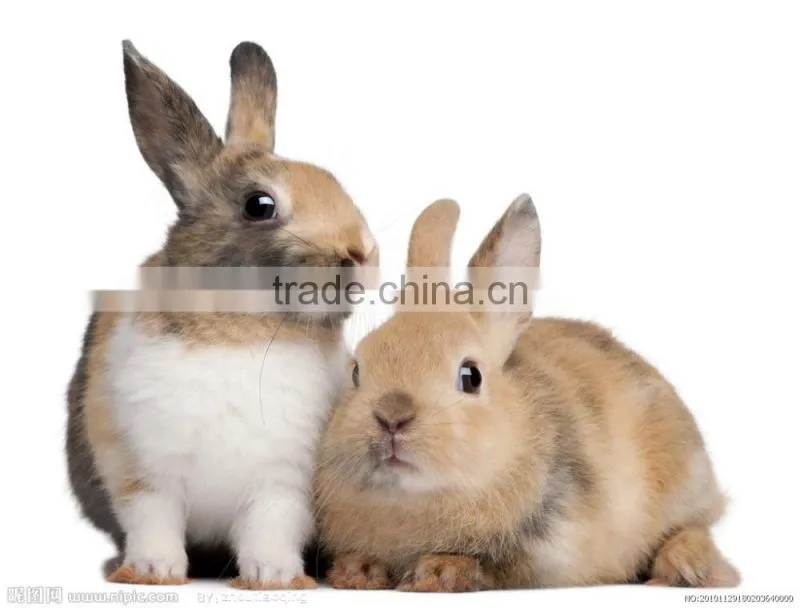 SDR024 Cheap Rabbit Cage Outdoor wooden rabbit house