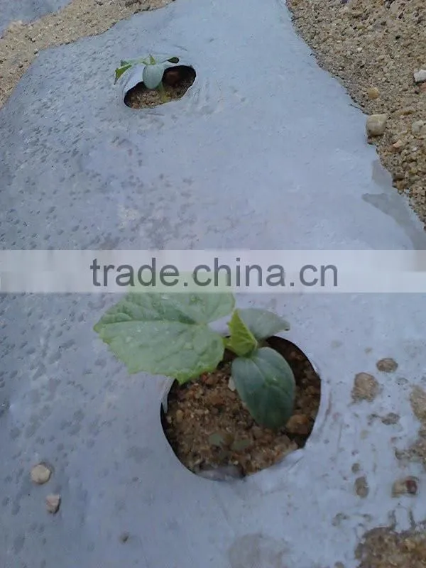 china manufacture offer thin plastic mulch film/agricultural plastic clear mulch film