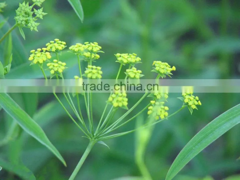 Pure and Natural aromatheraphy bupleurum herbal Oil/Chinese Thorowax Root Extract