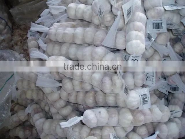 Fresh white garlic