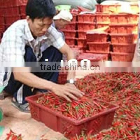 Good quality dry red chili