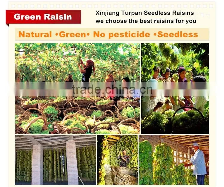 thompson seedless sultanina dried green grape