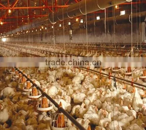 poultry farming equipment for broiler chicken house