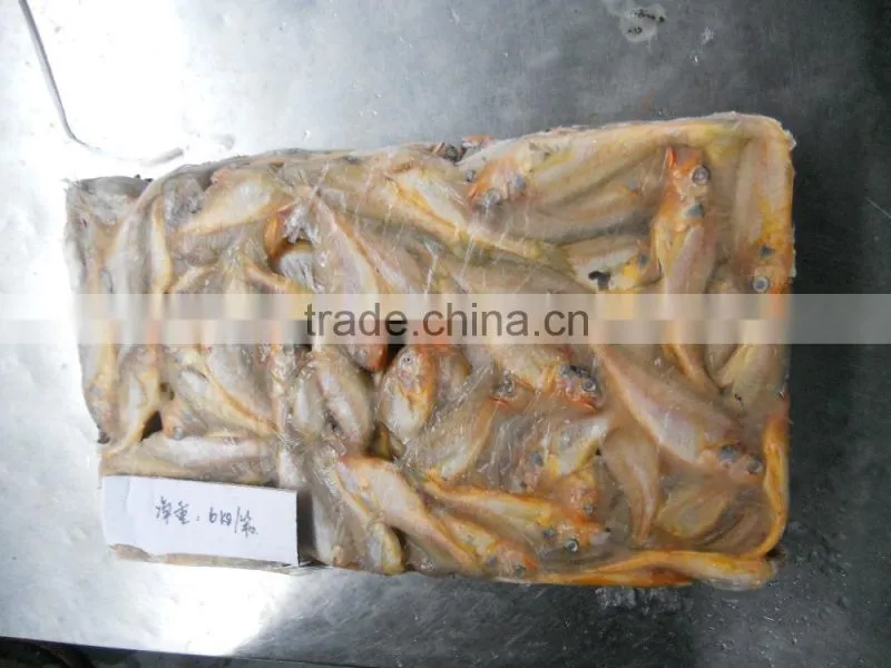 ship frozen small yellow croaker for sale