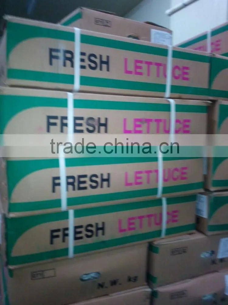 fresh lettuce