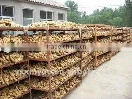 VIETNAM FRESH GINGER HIGH QUANLITY
