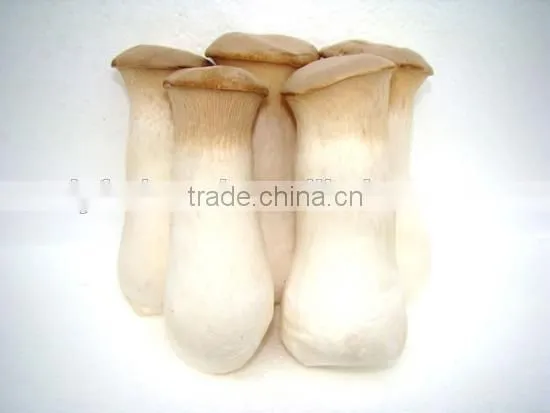 Grade A Dry Boletus Edulis Slice Dry Wild Mushroom
