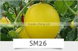 SQ16 Cuty very early maturity baby pick hybrid squash seeds