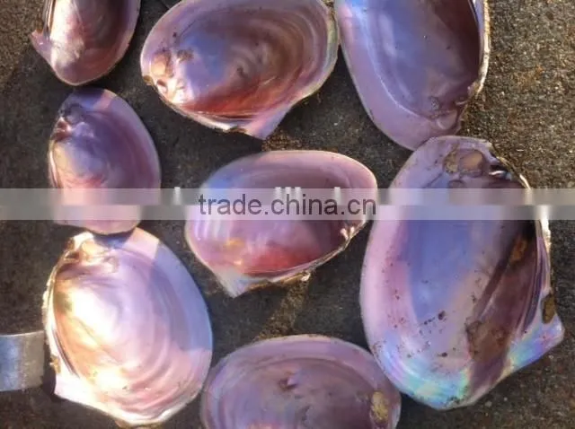 Raw material mother of pearl pink shell