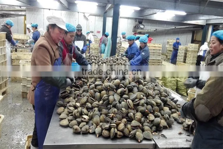 fresh frozen half shell large size clam with good quality