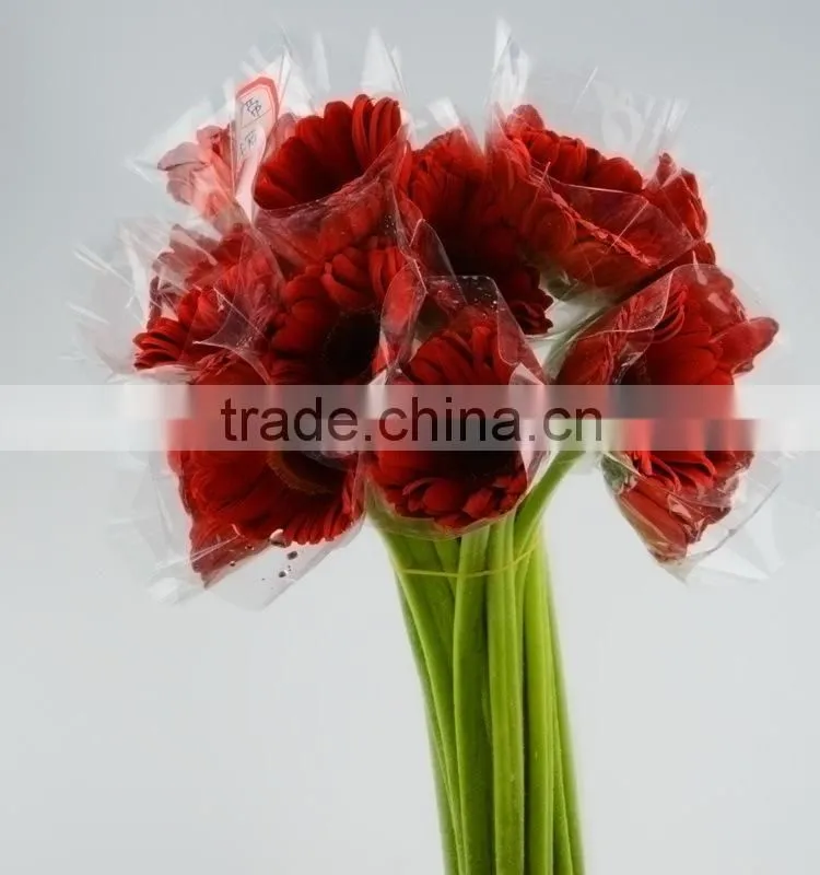 Wide variety Savanna fresh cut red gerbera for decoration