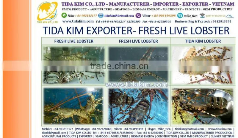 ITOYORI SURIMI MIXED KINTOKIDAI TIDA KIM FRESH FROZEN LOBSTER SHRIMP FISH WHOLE BABY OCTOPUS SURIMI VIETNAM MANUFACTURER ALIVE