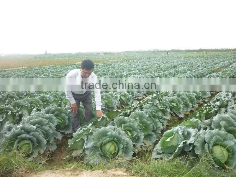 Green Cabbages