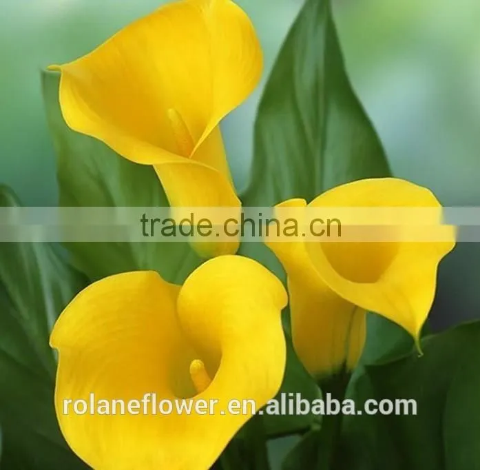 the tipical pura color fresh cut yellow calla lily flower from china