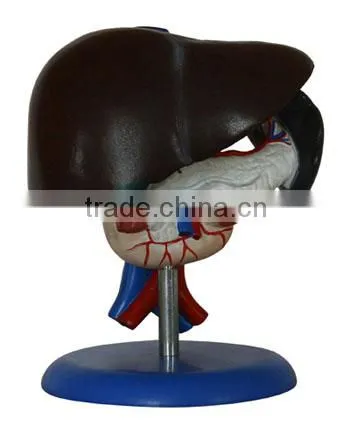 plastic medical model
