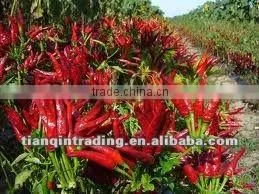 red chilli