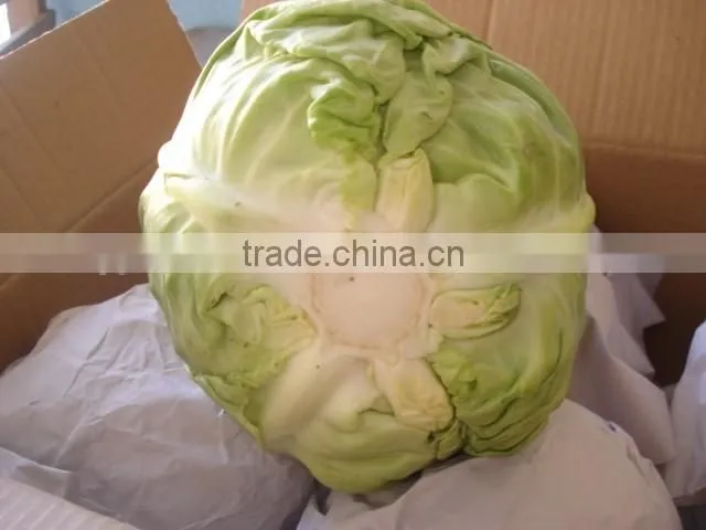 Round Cabbage/Flat Cabbage