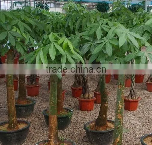 Pachira macrocarpa of indoor outdoor ornamental bonsai plants
