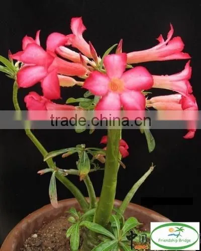desert rose