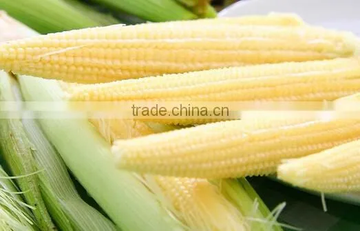 Top grade Organic Canned sweet baby corn