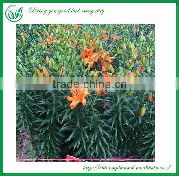 Lily Flowers fresh cut flower