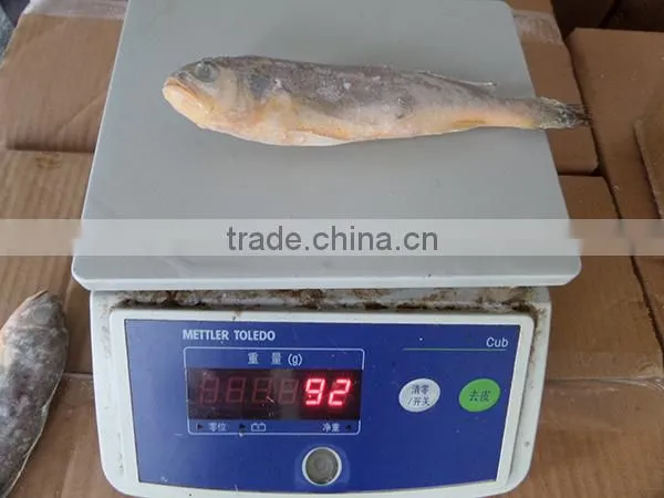 frozen wild yellow croaker IQF50-70g ,bulk in carton