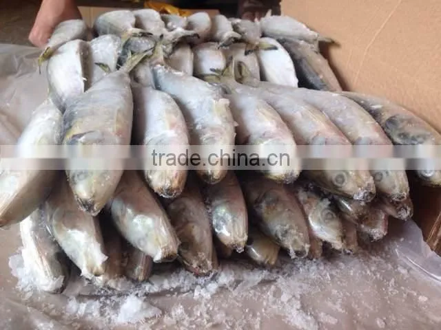 High-quality Sardine For Bait on Sale