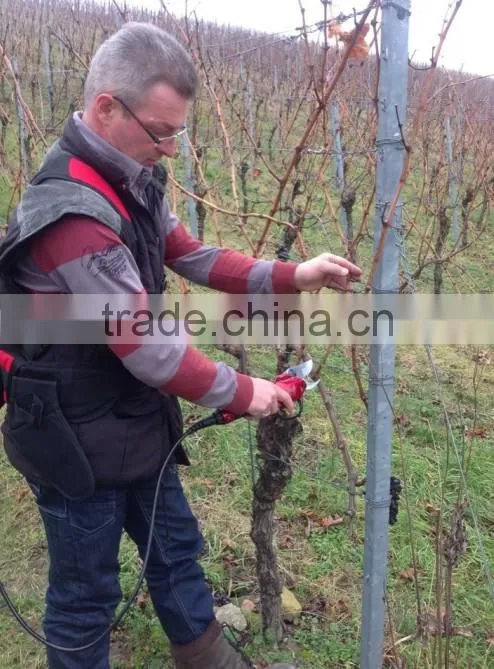 secateurs / pruners / scissors