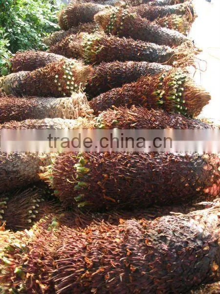 cycas revoluta