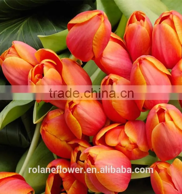 2016 hot sale fresh cut colorful tulip flower from yunnan