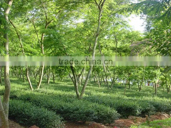 VietNam High mountain oolong tea- Dong Son oolong tea"